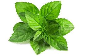 薄荷叶 Fresh Mint ≈50g